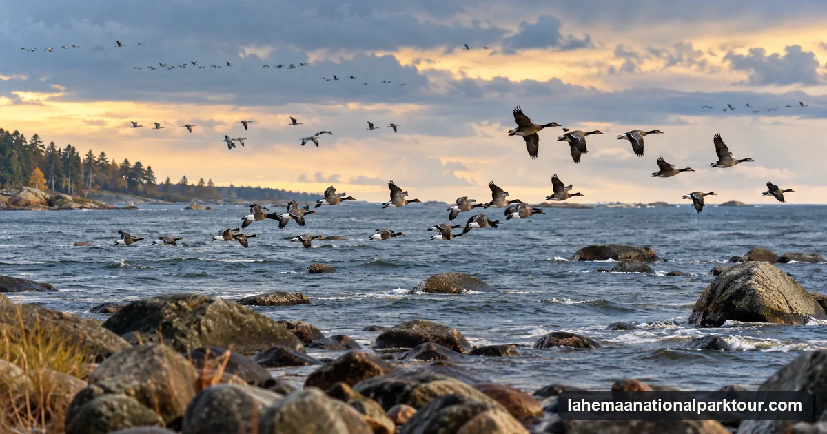 Flocks of migrating ducks and geese flying low over the Gulf of Finland off the Estonian coast